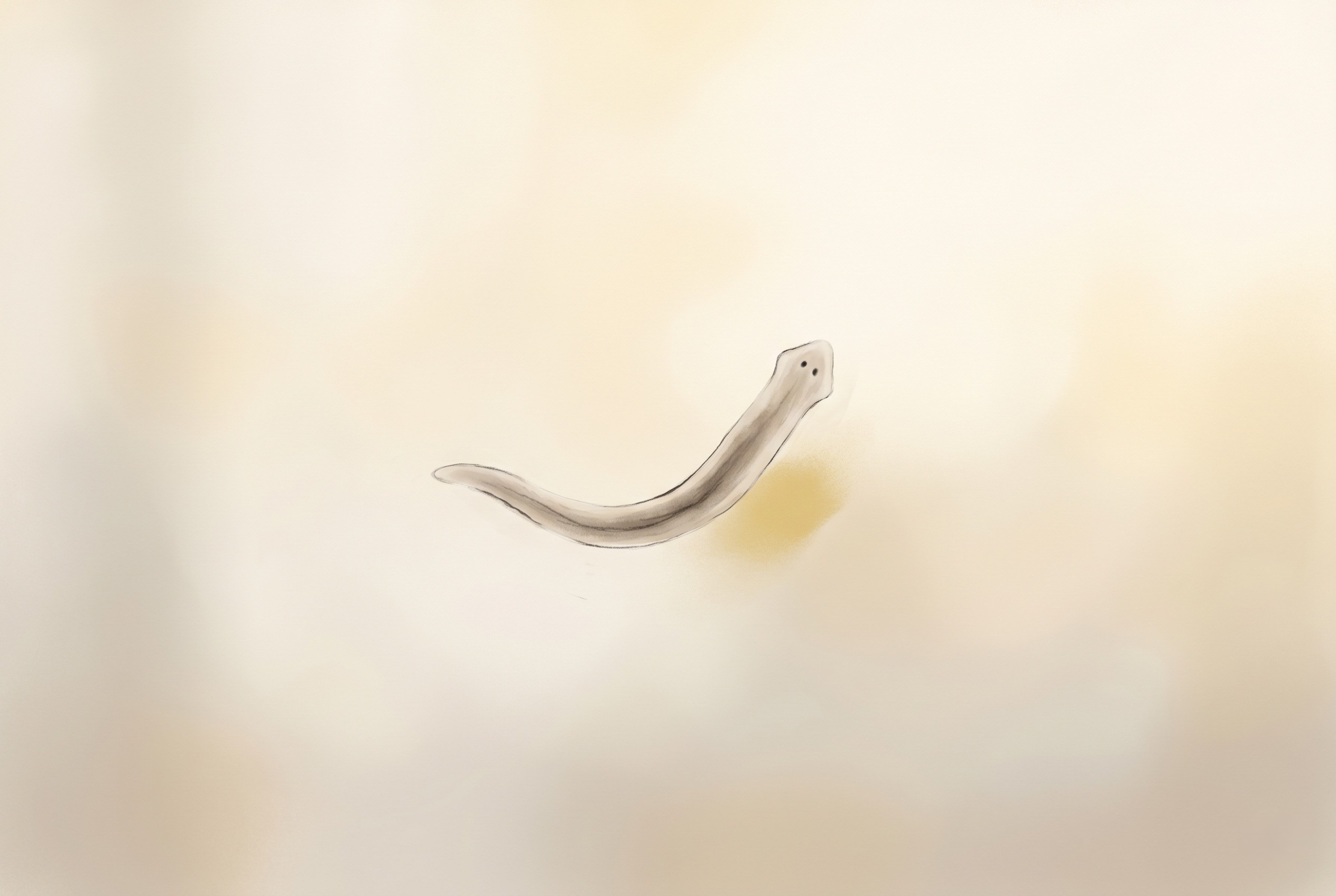 A small planarian flatworm, painted in soft watercolour against warm cream — calligraphic, almost weightless, two faint dark eyespots