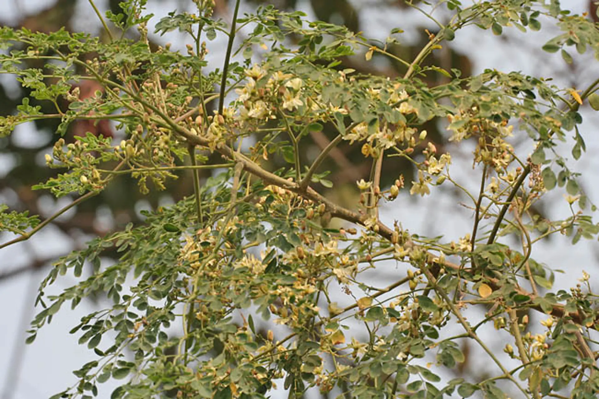 The Moringa tree, the seeds of which could purify drinking water for countless people around the world