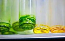 Pressure-cooking algae into a better biofuel