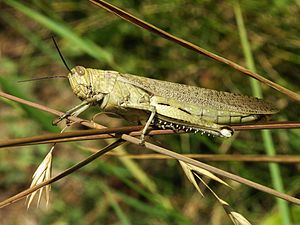 Locusts give up aerodynamic secrets of insect flight 