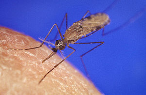 Malaria Control?