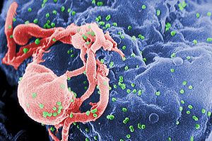Human blood stem cells engineered to kill HIV