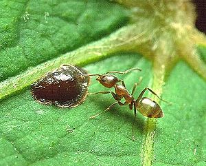 Ant Harm: Can Genetic Weapons Roll Back the Expansion of Argentine Ant Supercolonies?