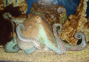 An octopus in a zoo