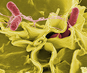 Innovative Molecular Detection System for Dangerous Foodborne Pathogens