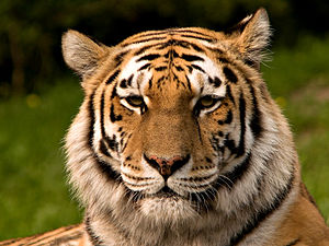 Panthera tigris altaica, Zoo English: Siberian...