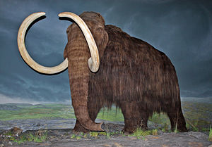 Scientists Close to Reviving Wooly Mammoths From Extinction