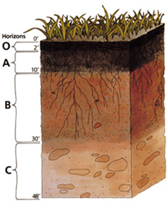 SOIL IS GAINING ATTENTION AS A VITAL NATURAL RESOURCE.