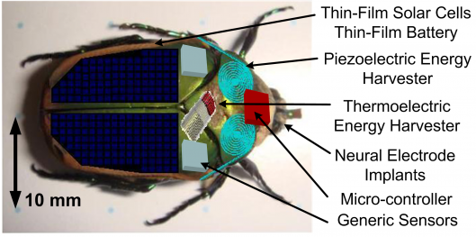 Harvesting energy from insects in quest to create tiny cyborg first responders