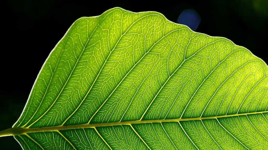 Drawing inspiration from Mother Nature in designing an ‘artifical leaf’