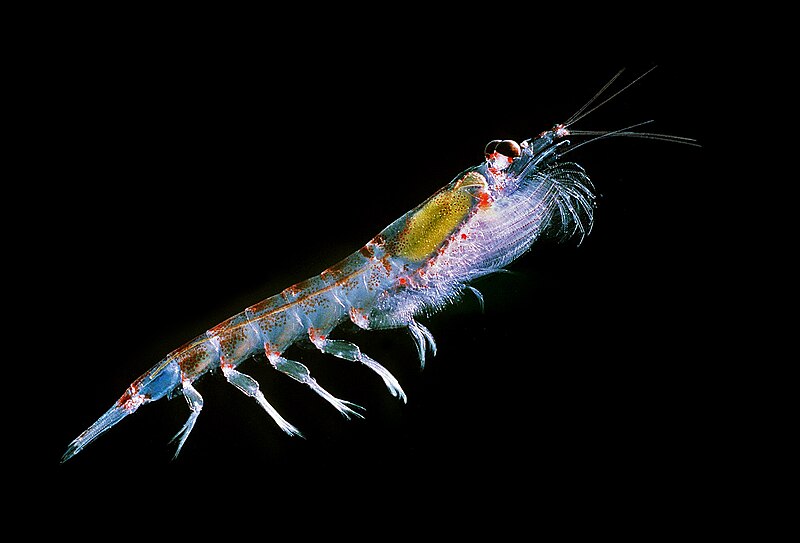 Research team studies Antarctic krill feeding patterns amid climate change