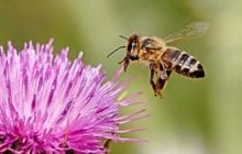 Bee research breakthrough might lead to artificial vision