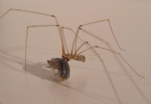 Spiders Enlisted in Fight Against Woodworms: Could They Also Help Control Malaria?