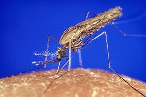 Genetically Engineered Bacteria Prevent Mosquitoes From Transmitting Malaria 
