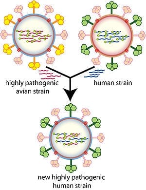 Overview of how different influenza strains ca...
