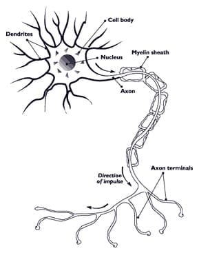 Nerve axon with myelin sheath