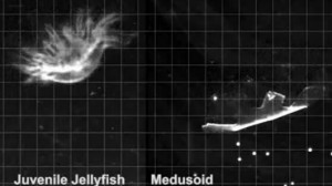Artificial jellyfish created from rat heart tissue and silicone