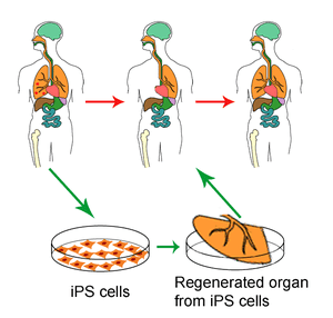 organ regeneration example from induced plurip...
