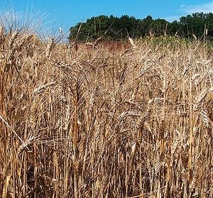 Salt Tolerance Breakthrough - Cross-bred wheat lifts yields