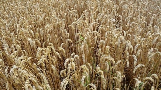 Wheat genome sequenced superior types of wheat could result