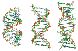Storing information in DNA