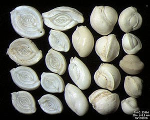 Researchers from the University of Bonn found out that tiny foraminifera in the oceans can save islands