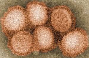 Influenza study: Meet flu virus’ new enemy