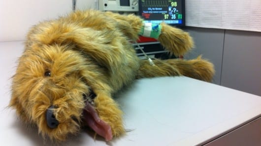 Robo-pets give veterinary students hands-on experience in new simulation center