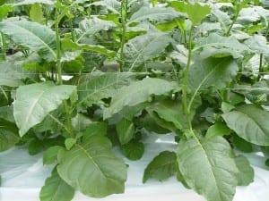 “Growing” medicines in plants requires new regulations