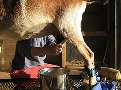 Goats' milk with antimicrobial lysozyme speeds recovery from diarrhea
