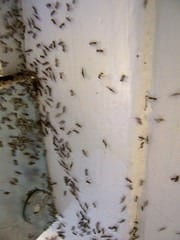 Ditch Time-Wasting Meetings By Turning Your Office Into An Ant Colony