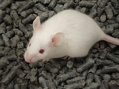 New therapy effective and safe for treating obesity in mice