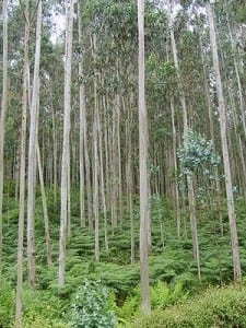 The GM tree plantations bred to satisfy the world's energy needs