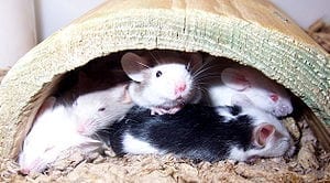 Researchers alleviate PTSD in mice while they sleep