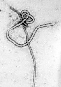 Ebola antibody treatment, produced in plants, protects monkeys from lethal disease