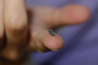 Under the skin, a tiny laboratory implant