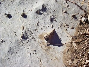 Artificial Intelligence Used to Home In on New Fossil Sites
