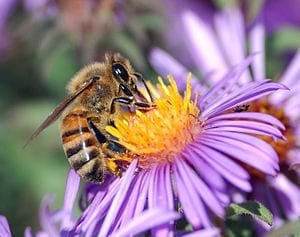 Pollinators: Variety is the spice of life