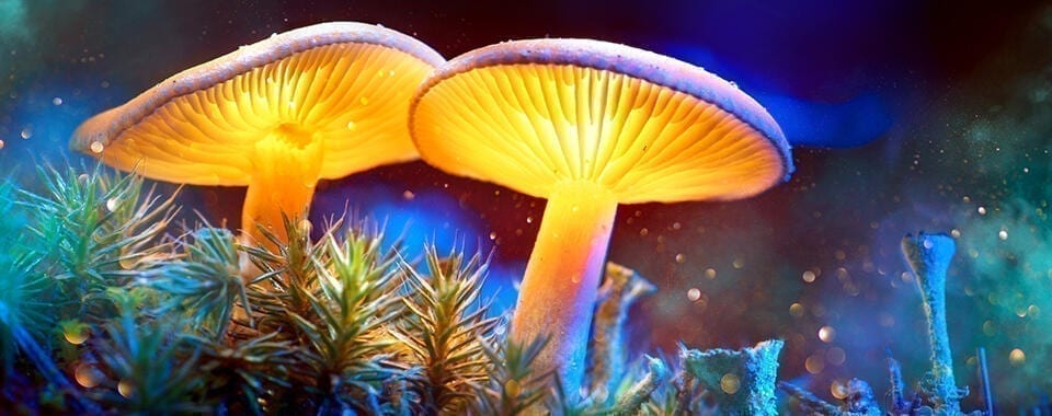 Can Fungi Replace Plastics?
