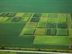 Lower nitrogen losses with perennial biofuel crops