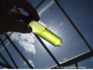 Biologists Engineer Algae to Make Complex Anti-Cancer ‘Designer’ Drug