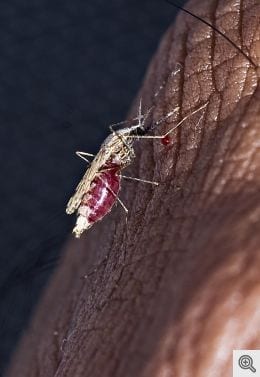 Early warning system provides four-month forecast of malaria epidemics in northwest India