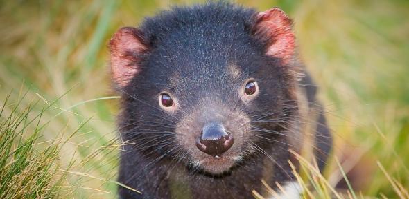 Hope for threatened Tasmanian devils