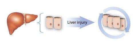 Researchers find molecular switch turning on self-renewal upon liver damage