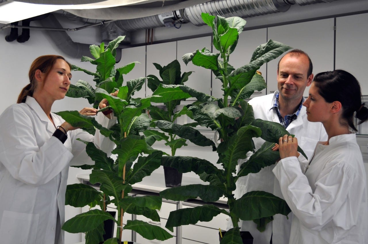 Giant tobacco plants that stay young forever
