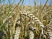 Major breakthrough in deciphering bread wheat's genetic code