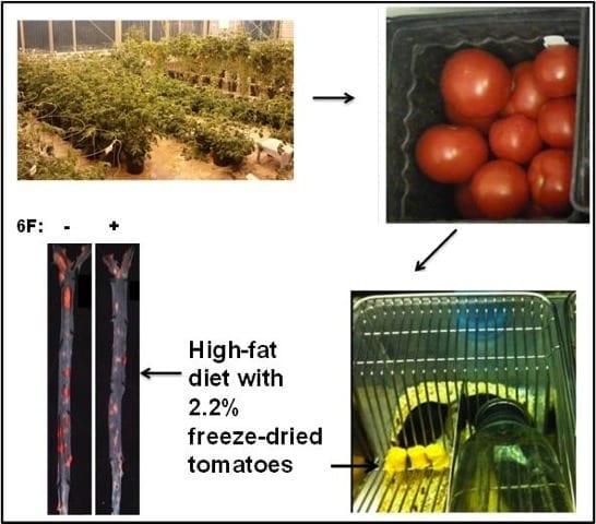 The New Tomato — UCLA Researchers Engineer Tomatoes That Mimic Good Cholesterol