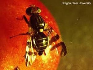 Genetic analysis saves major apple-producing region of Washington state