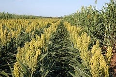 Verifying that sorghum is a new safe grain for people with celiac disease