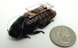 Researchers Develop Technique to Remotely Control Cockroaches